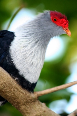Le pigeon bleu des Seychelles - photo N Doak 