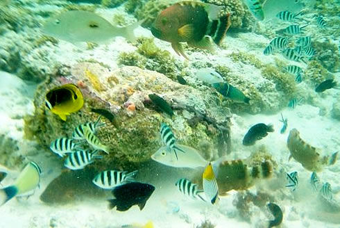 A quelques mètres des Chalets d'Anse Forbans, l'Océan Indien vous tend les bras avec son éblouissante beauté sous marine.