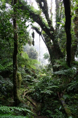 Misty Forest on Mahe island Seychelles- photo courtesy of N Doak